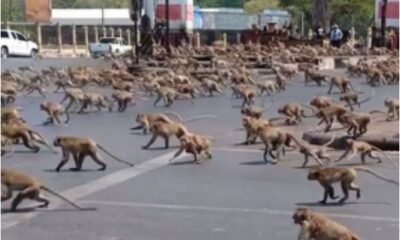 Monkeys Attack Lab Assistant, Takeoff With Coronavirus Samples