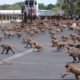 Monkeys Attack Lab Assistant, Takeoff With Coronavirus Samples