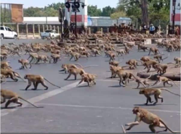 Monkeys Attack Lab Assistant, Takeoff With Coronavirus Samples