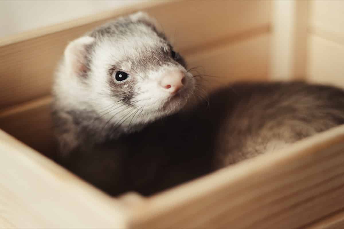 Ferret in box