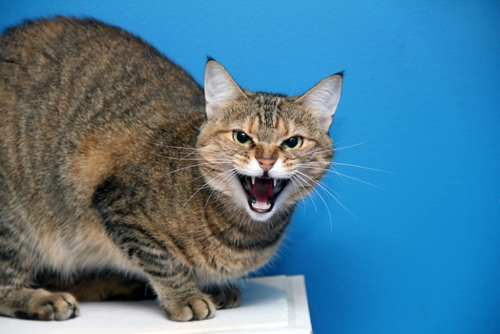Hissing cat