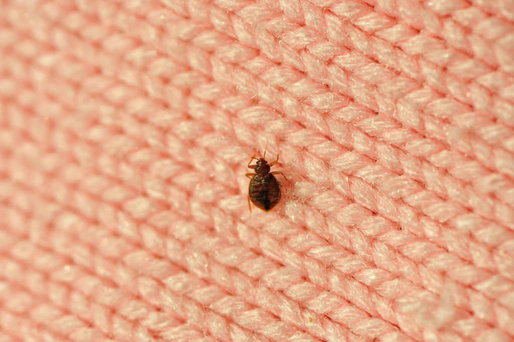 Closeup of bed bug on a blanket