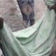 BREAKING: Stray Bullet Kills Girl At Yoruba Nation Rally In Ojota (Video)