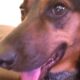 VIDEO: How We Make Girls Sleep With Dogs For Ritual- Yahoo Boy