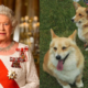 Queen Elizabeth Dogs To Be Buried Alive With Her?