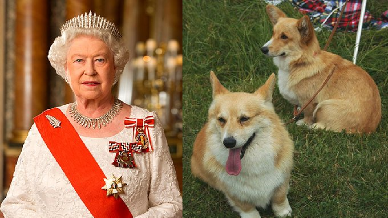 Queen Elizabeth Dogs To Be Buried Alive With Her?
