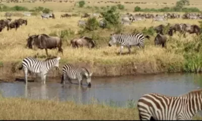 Optical Illusion: Can You Spot The Hidden Crocodile Among The Zebras Within 15 Seconds?