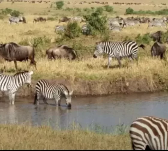 Optical Illusion: Can You Spot The Hidden Crocodile Among The Zebras Within 15 Seconds?