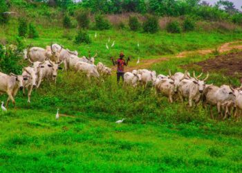 Federal Government Bans Open Grazing Amid Insecurity in Nigeria
