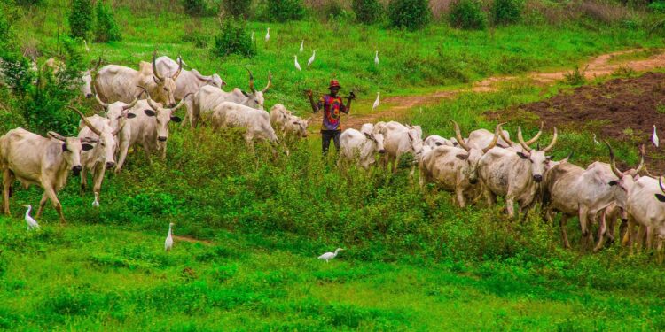 Federal Government Bans Open Grazing Amid Insecurity in Nigeria