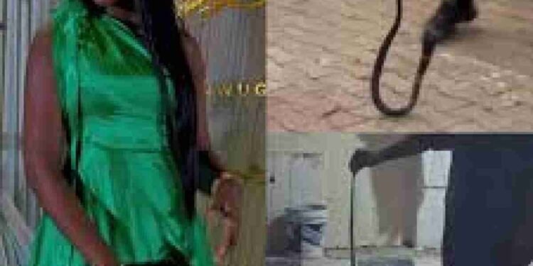 Nanyah Death: Herbalist Who Survived 3 Snake Bites Reveals What To Do If Bitten By Snake